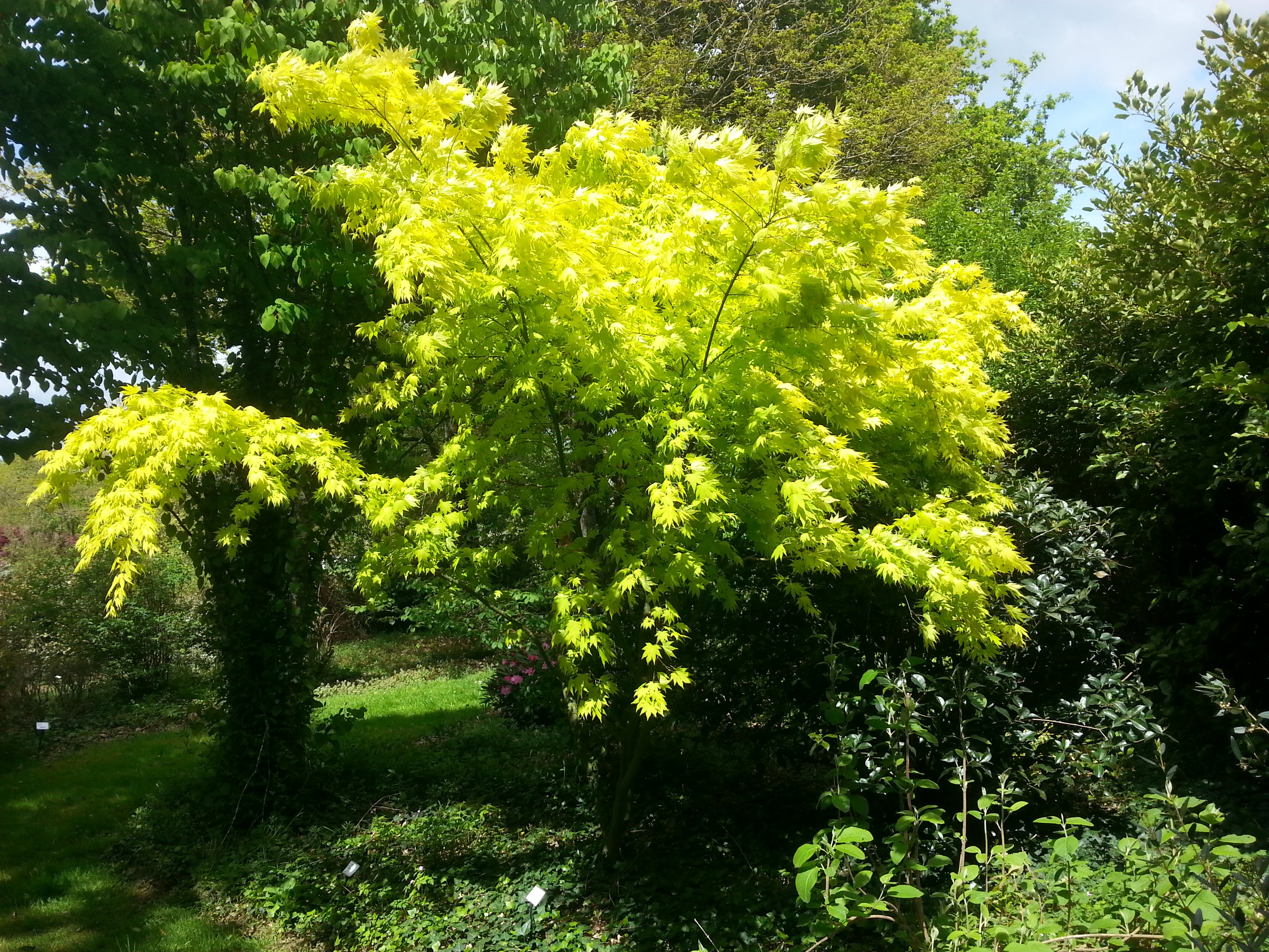 Acer palmatum 'Orange Dream'