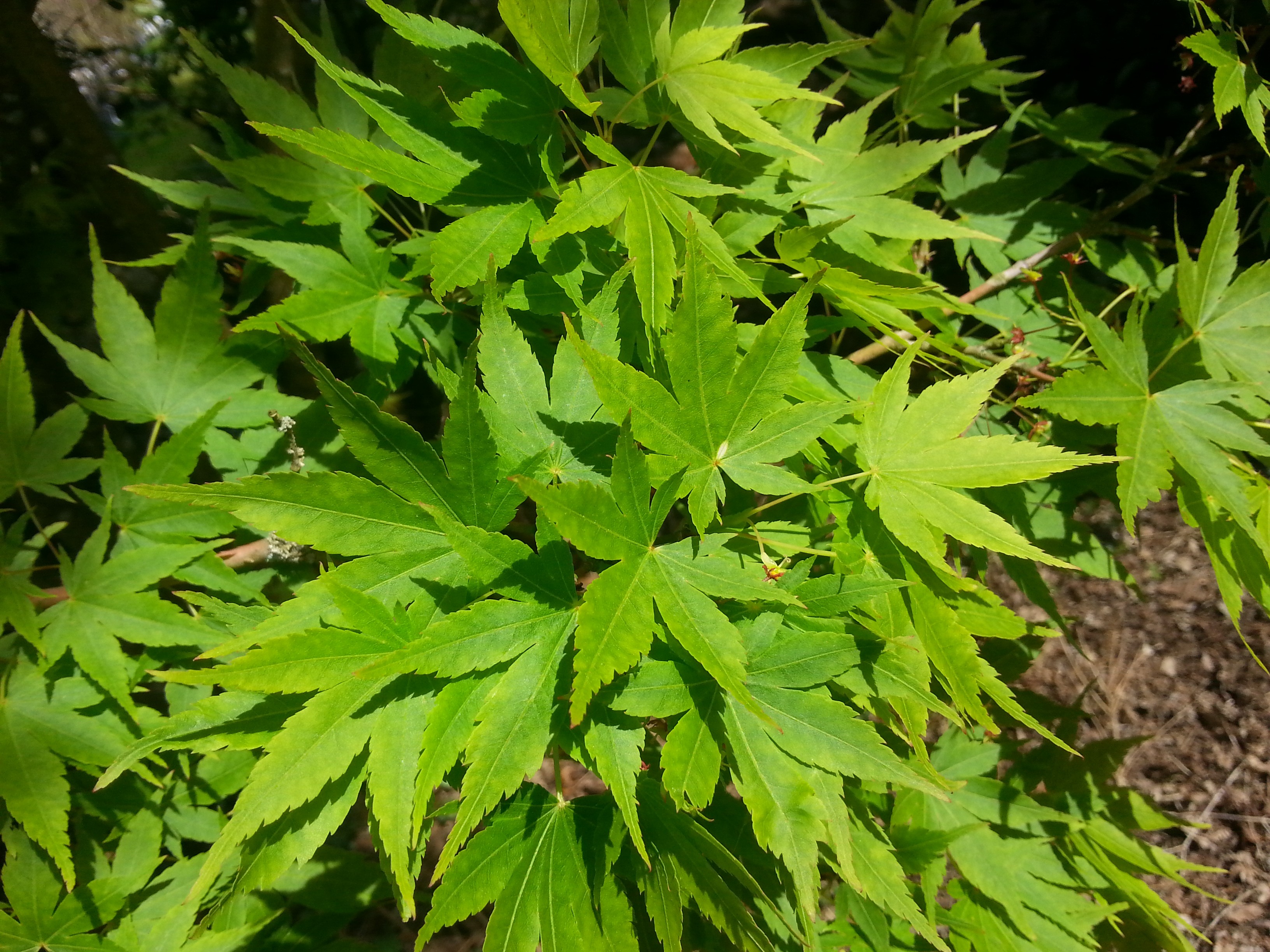 Acer palmatum 'Senkaki'