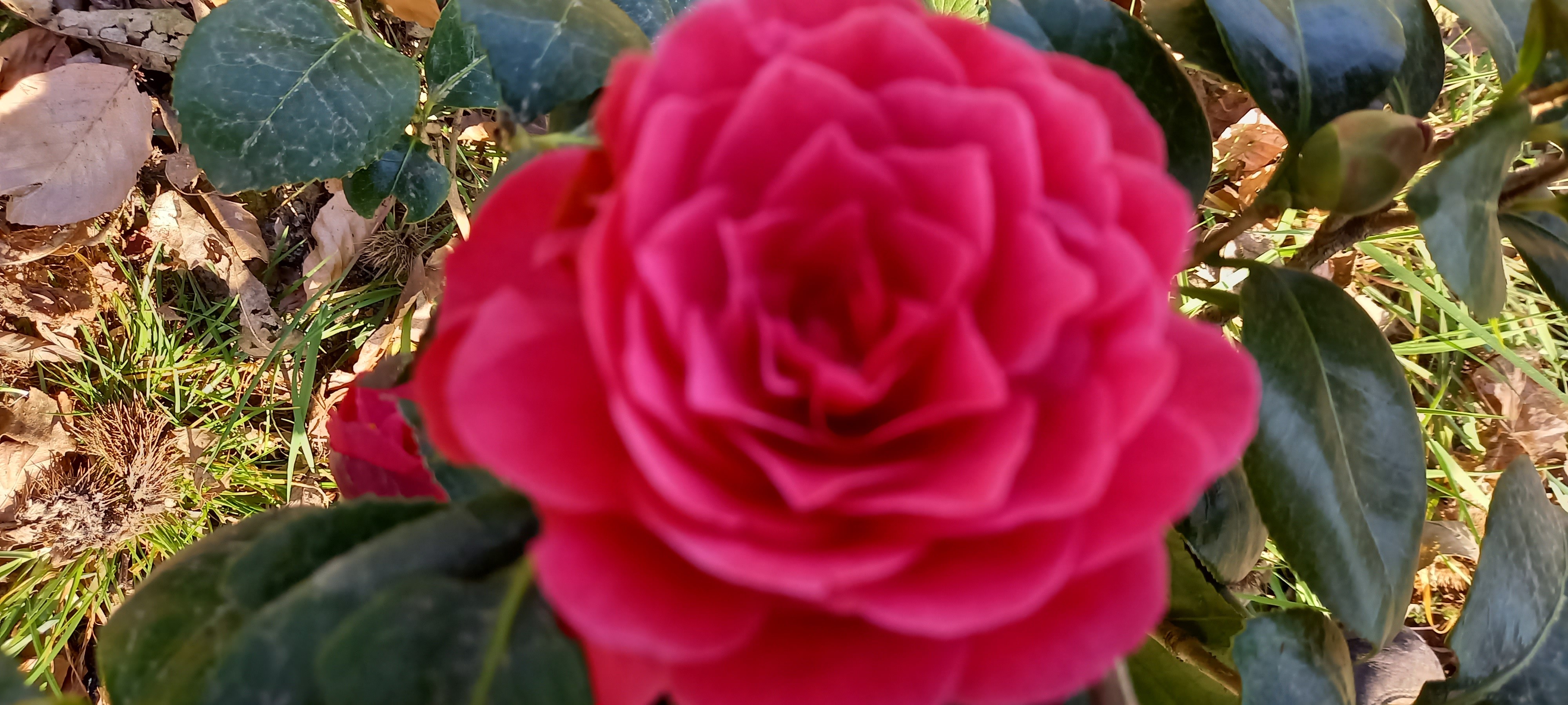 Camellia japonica 'Hippolyte Thoby'