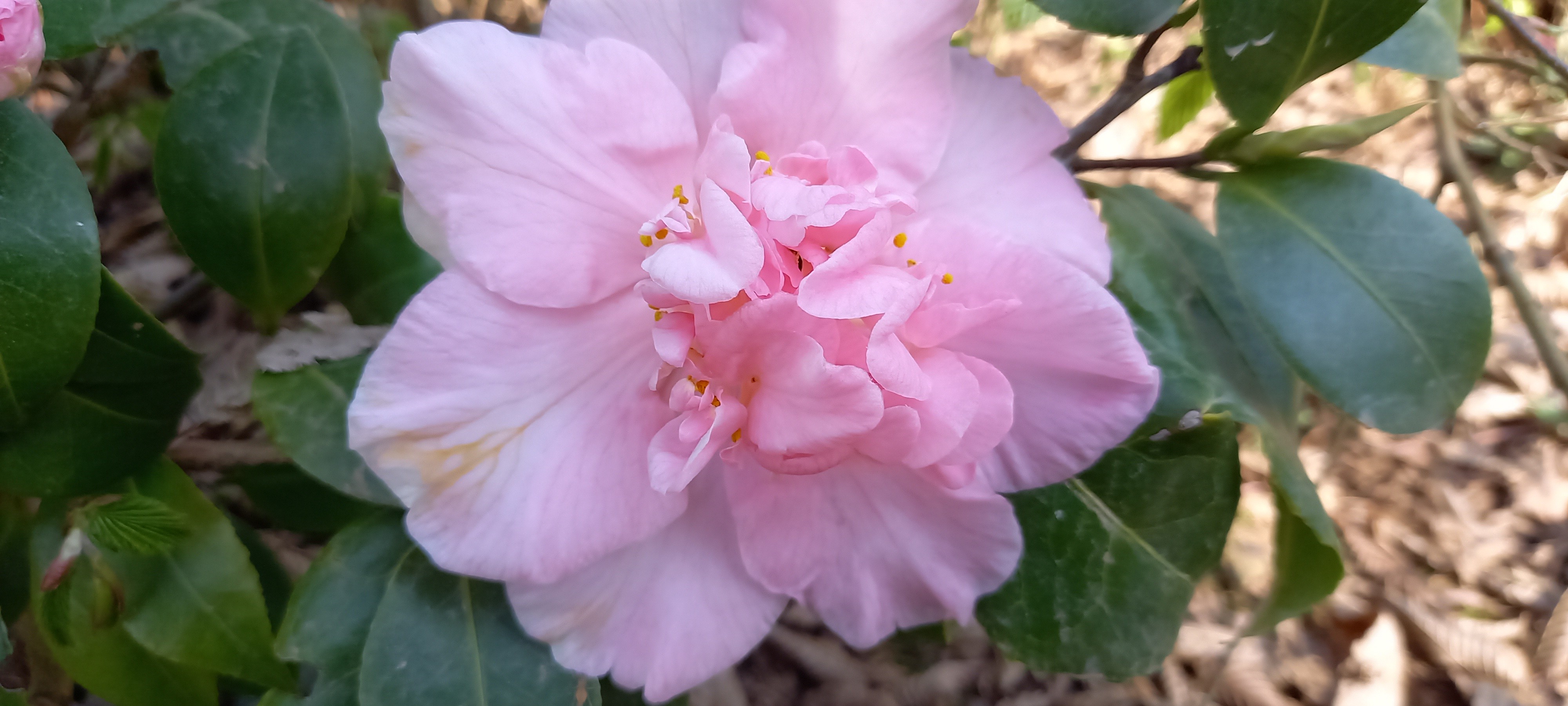 Camellia japonica 'Laurie Bray'