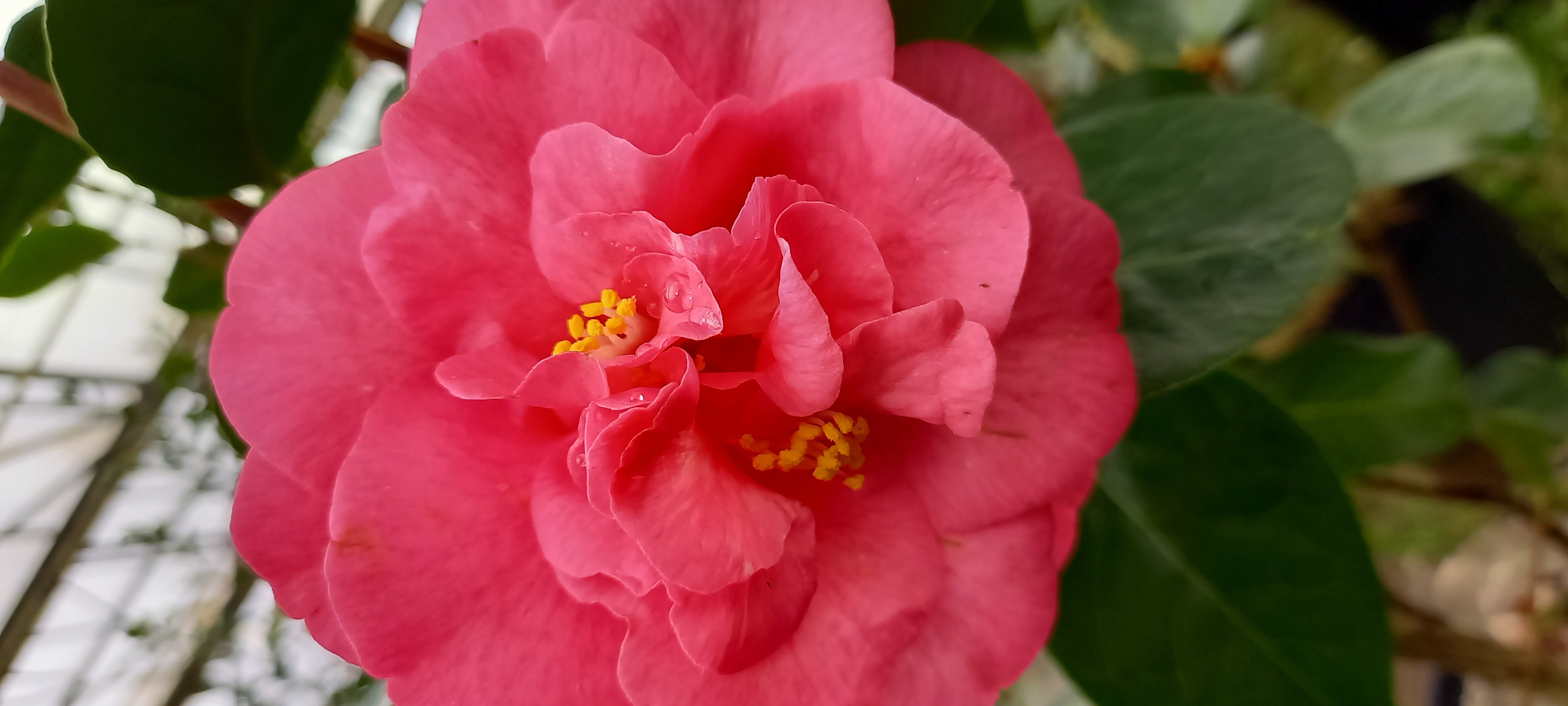 Camellia japonica 'Matuvu'