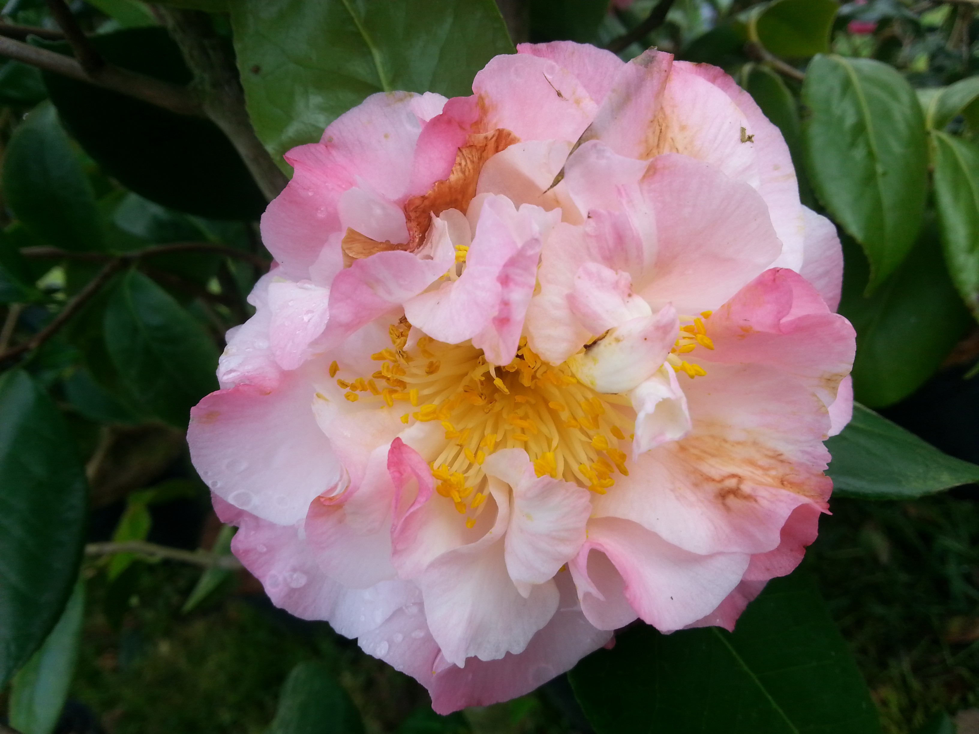 Camellia japonica 'Nuccio's Jewel'