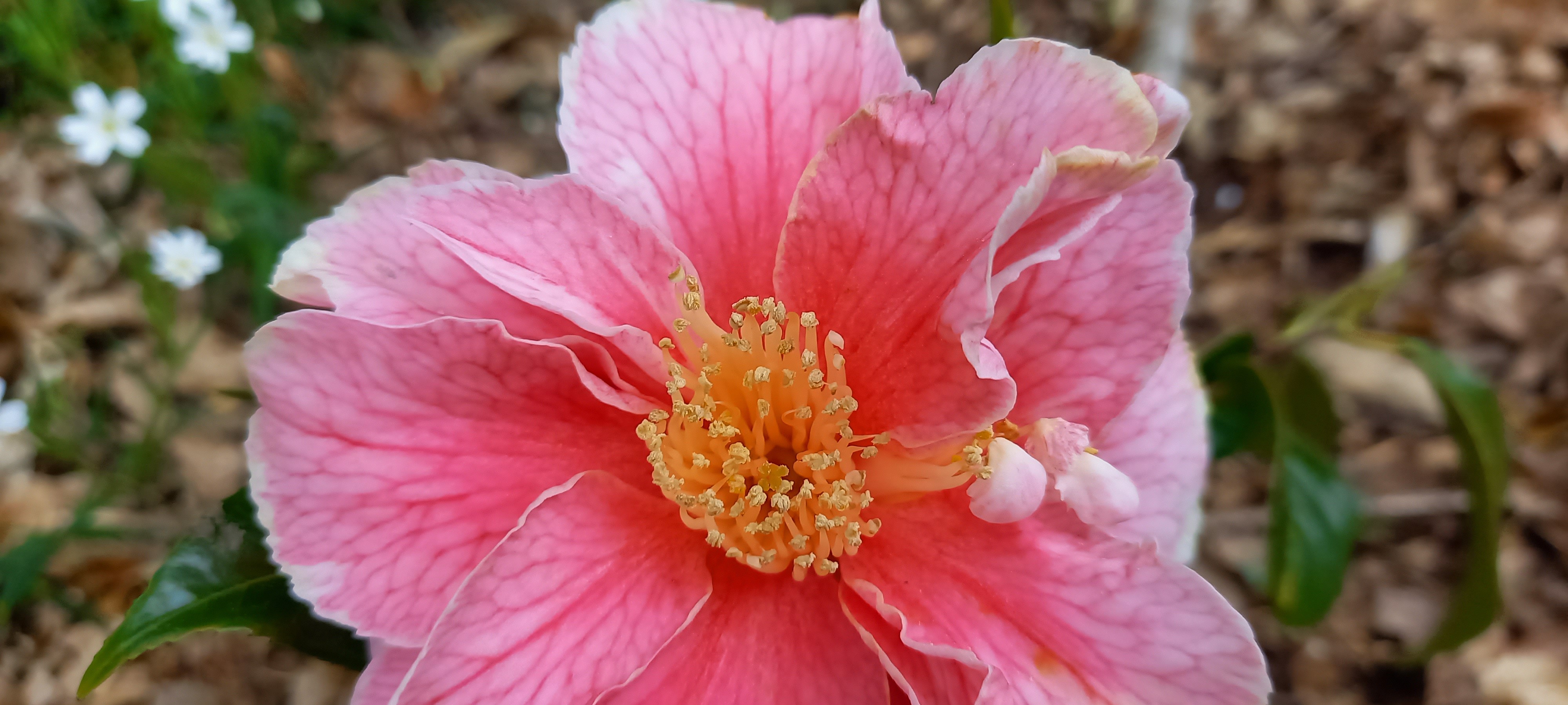 Camellia japonica 'Oo-La-La'