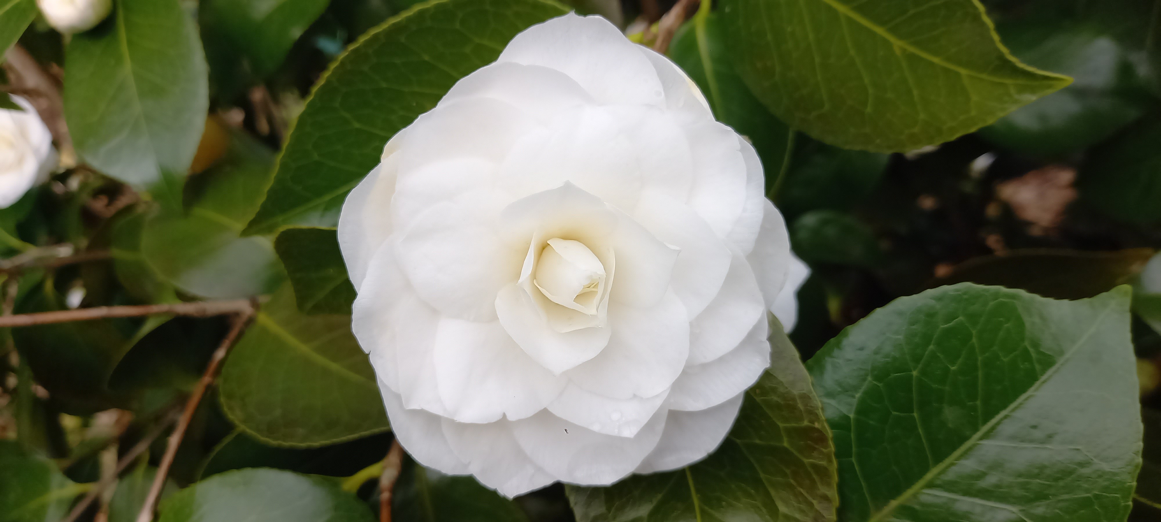 Camellia japonica 'Pape Jean XXIII'