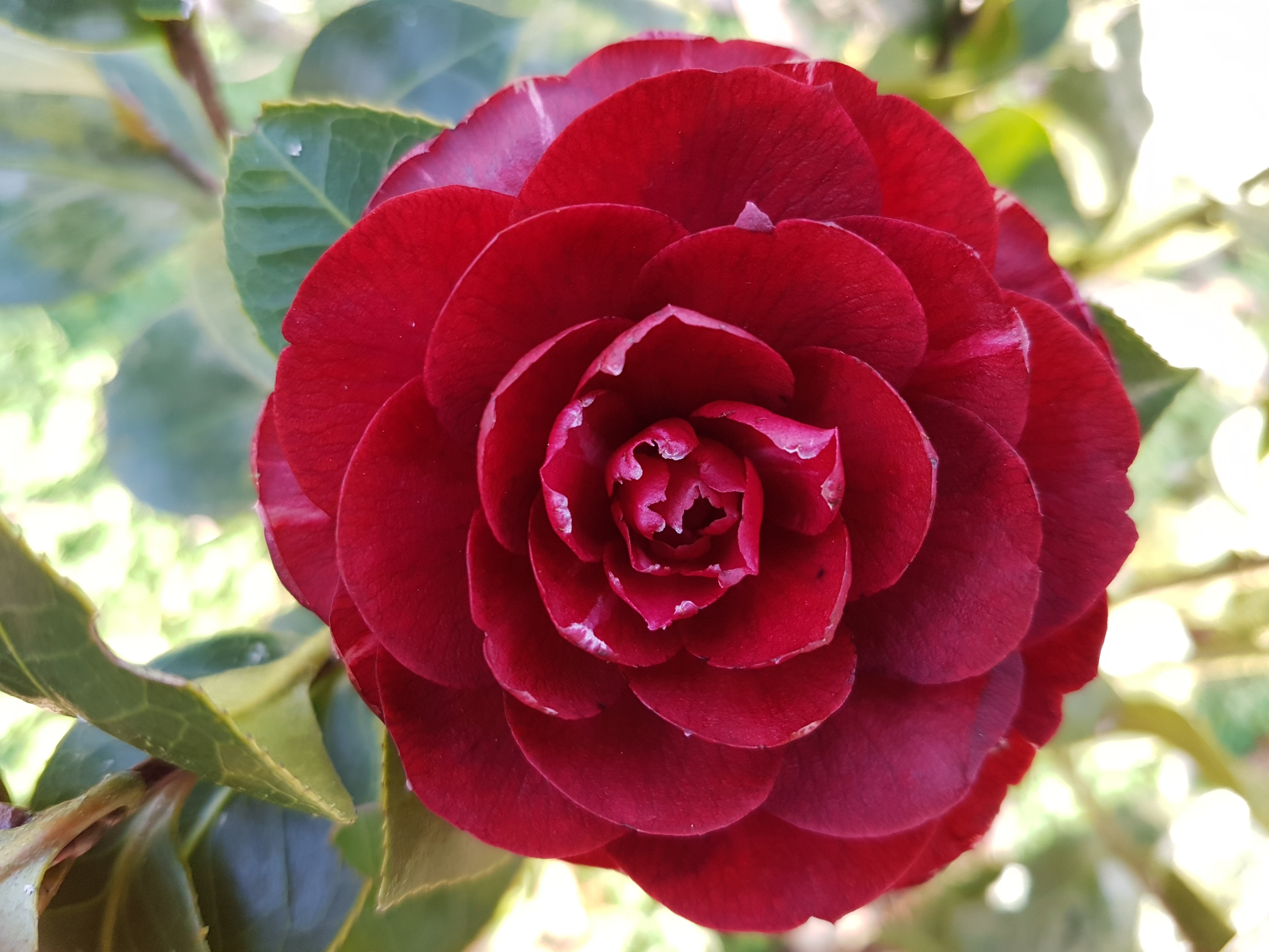Camellia japonica 'Spring Ruby'