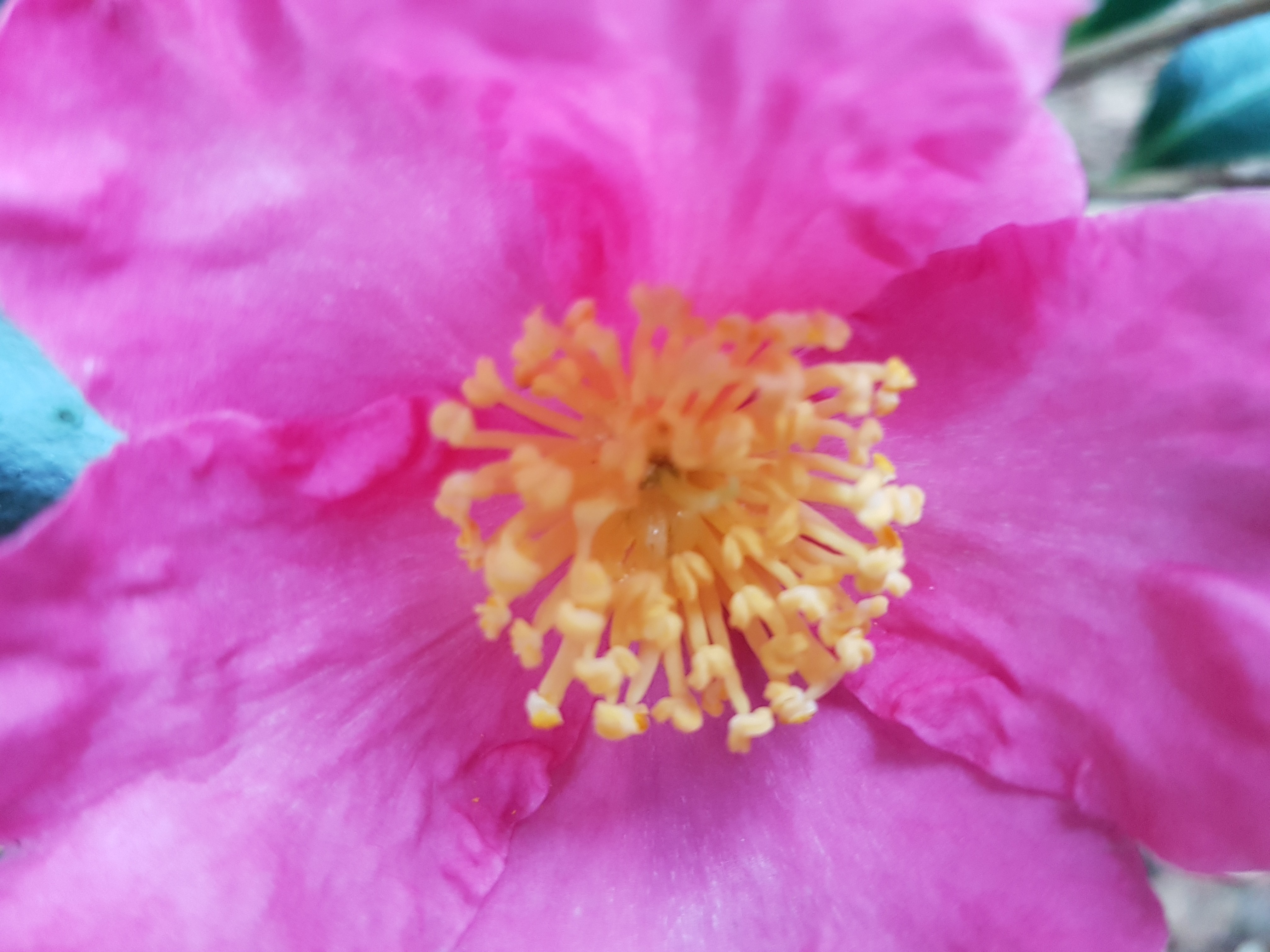 Camellia sasanqua 'Vicomtes de Noailles'