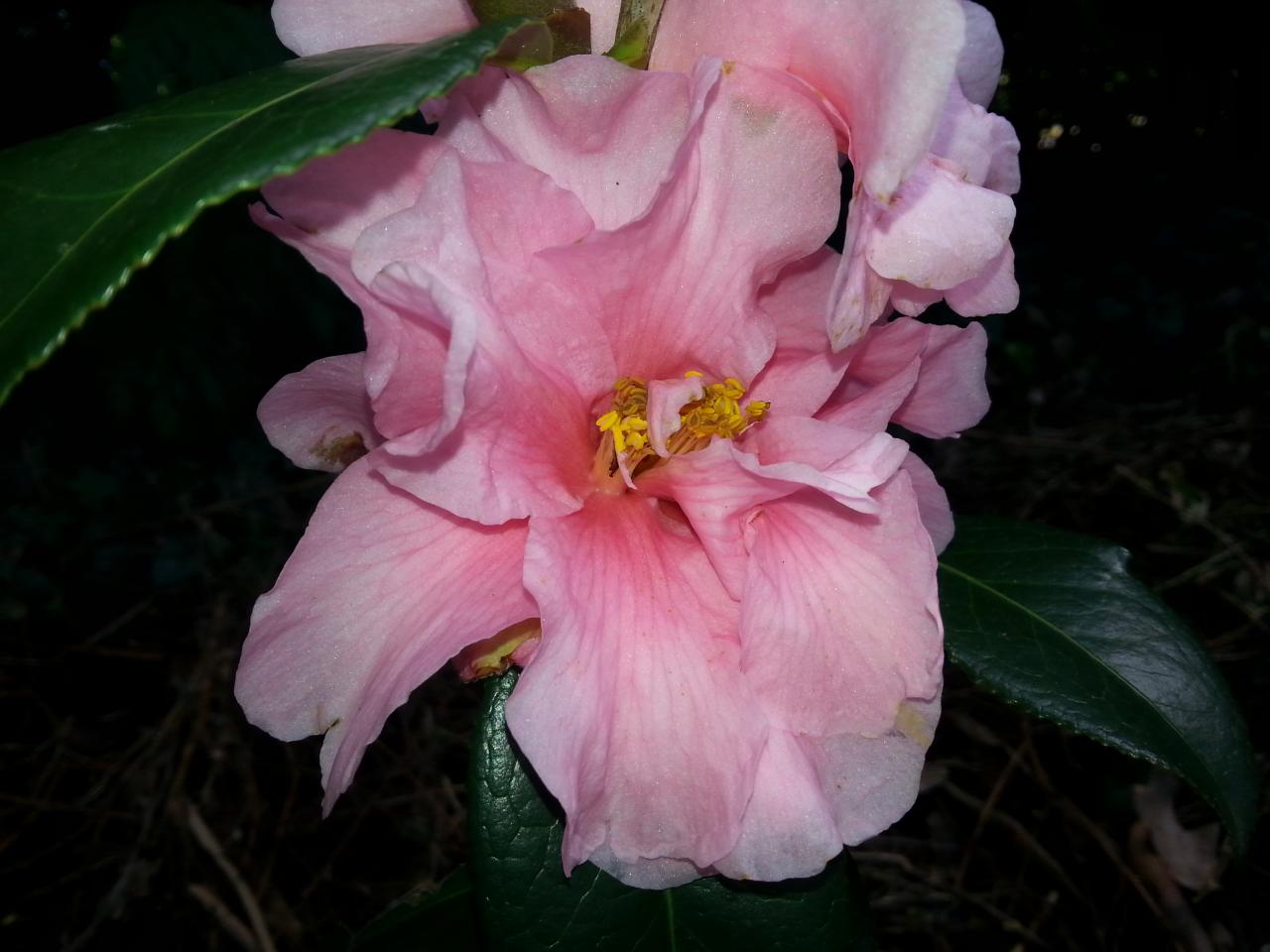 Camellia xwilliamsii 'Lucky Star'