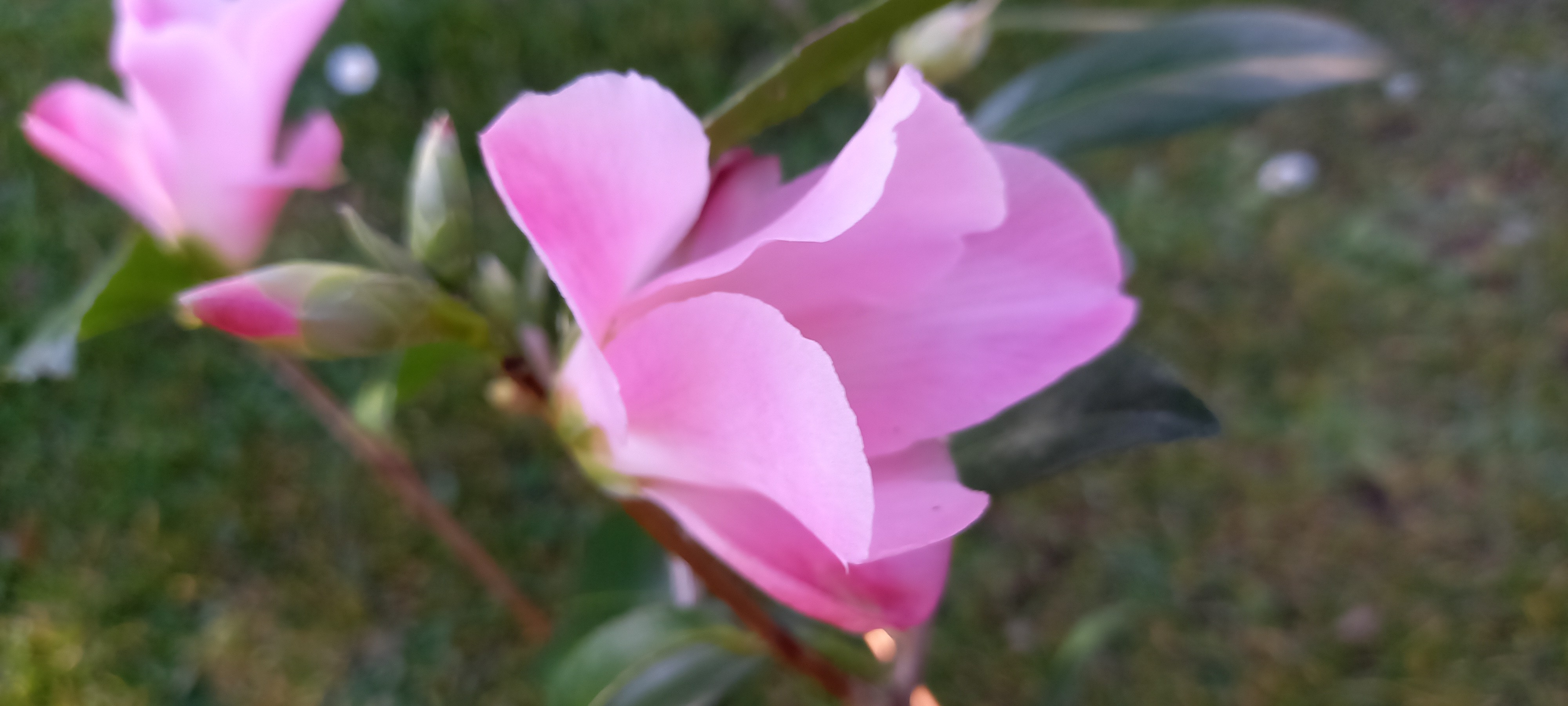 Camellia xwilliamsii 'Tulip Time'