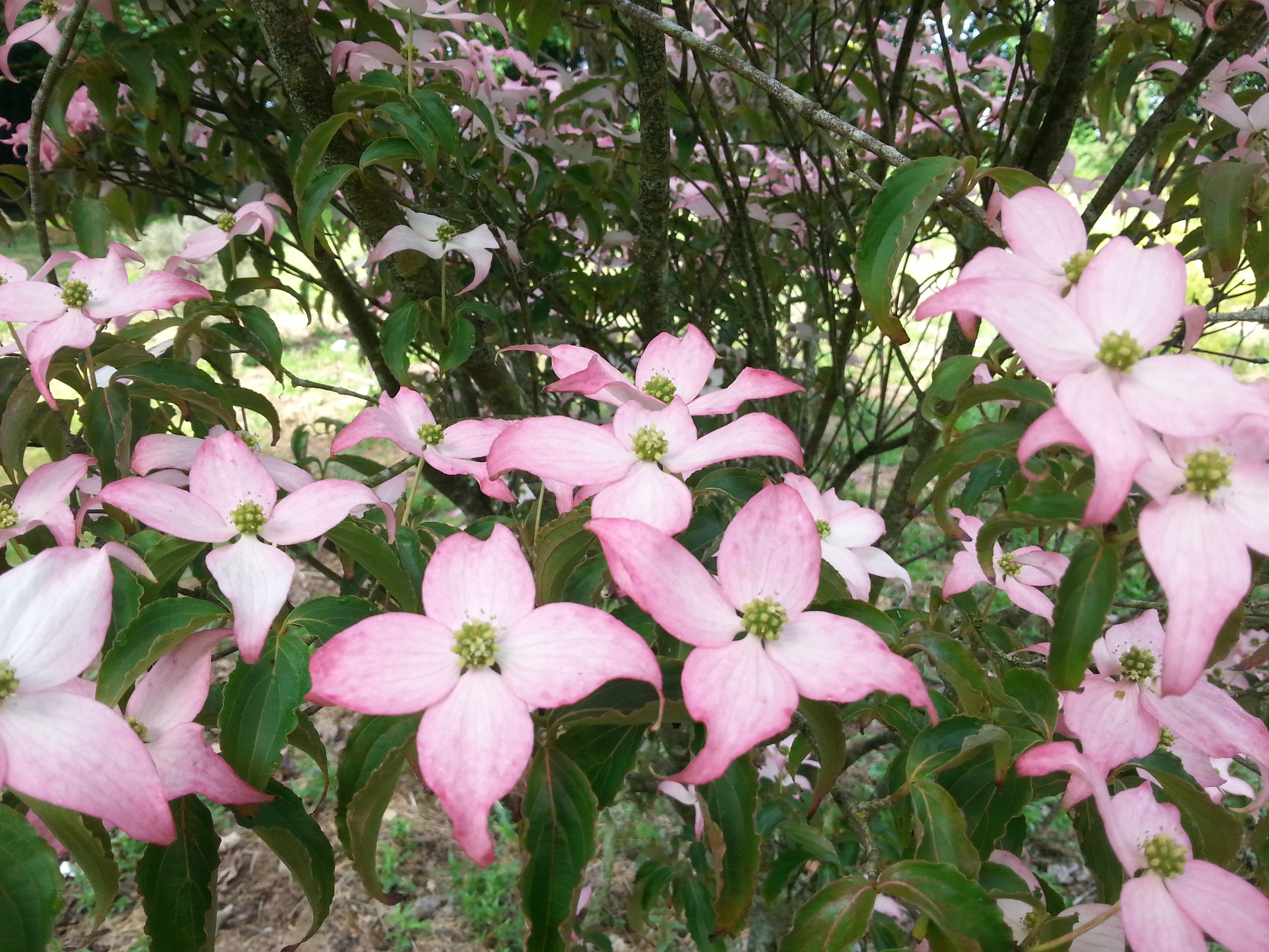 Cornus kousa 'Beni-fuji'