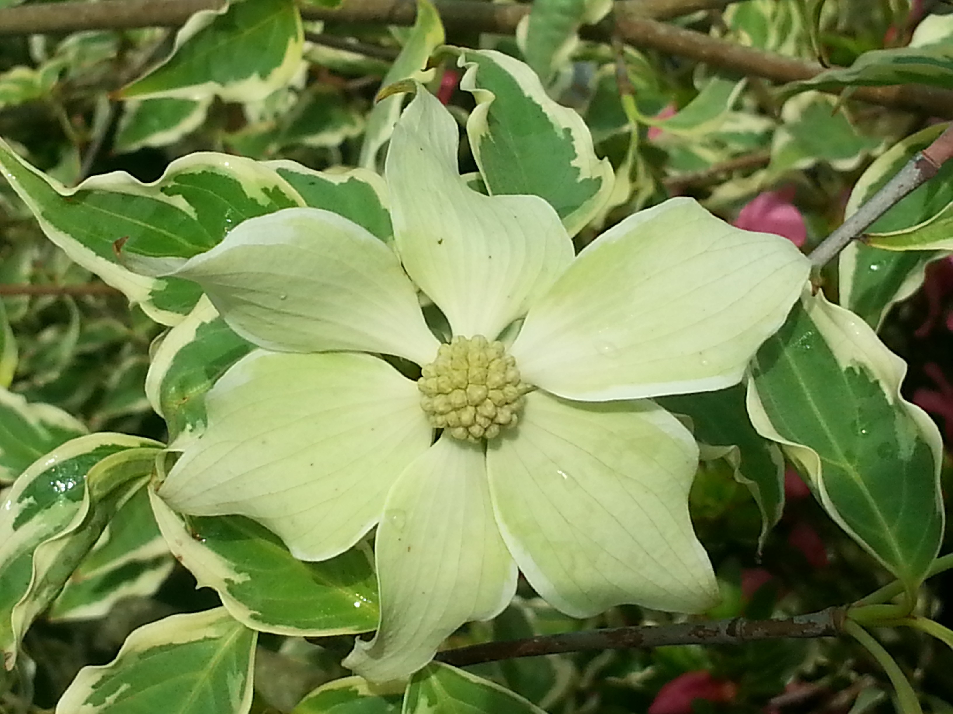 Cornus kousa 'Samaritan'