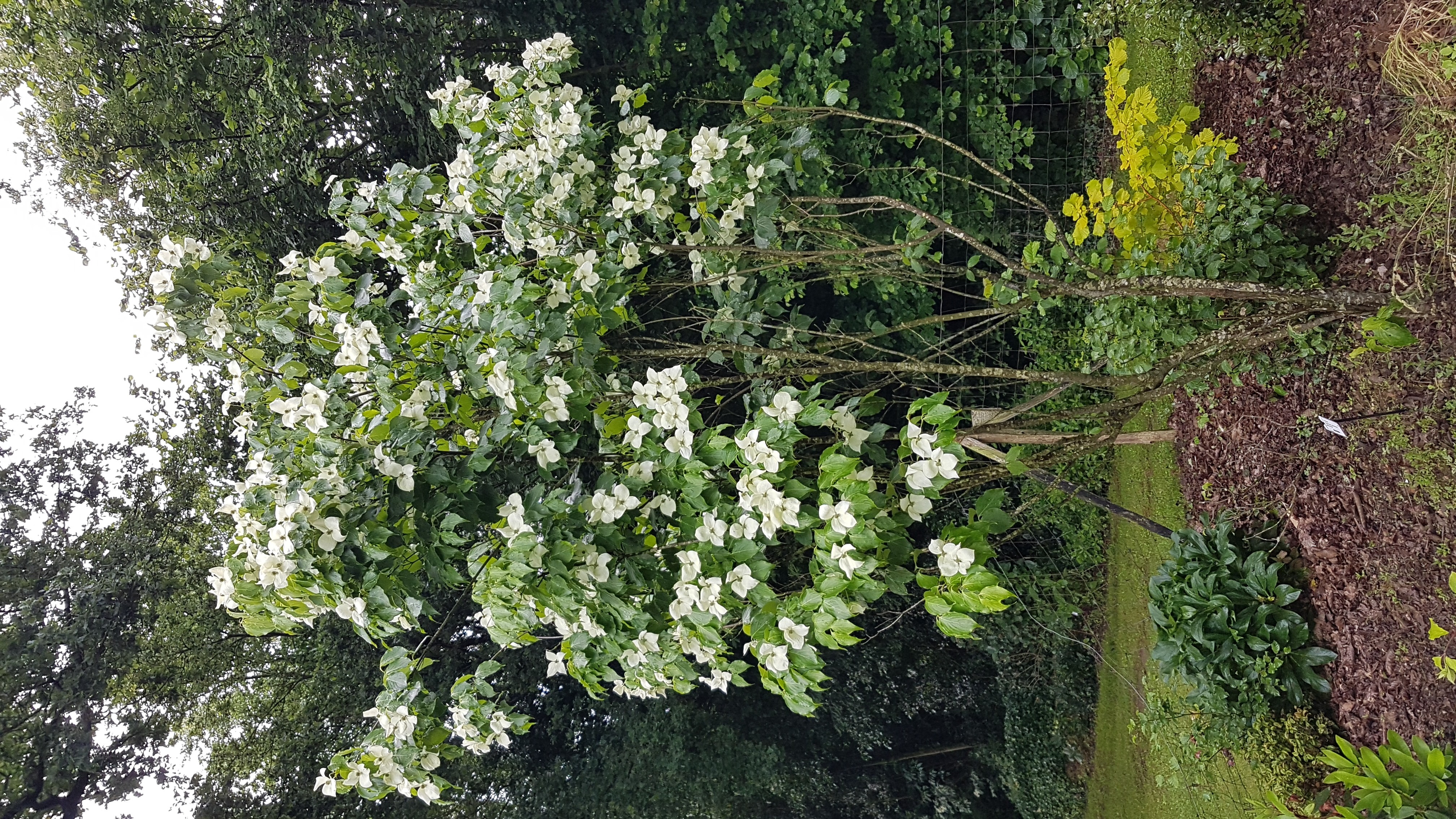 Cornus kousa ssp. chinensis 'China Girl'