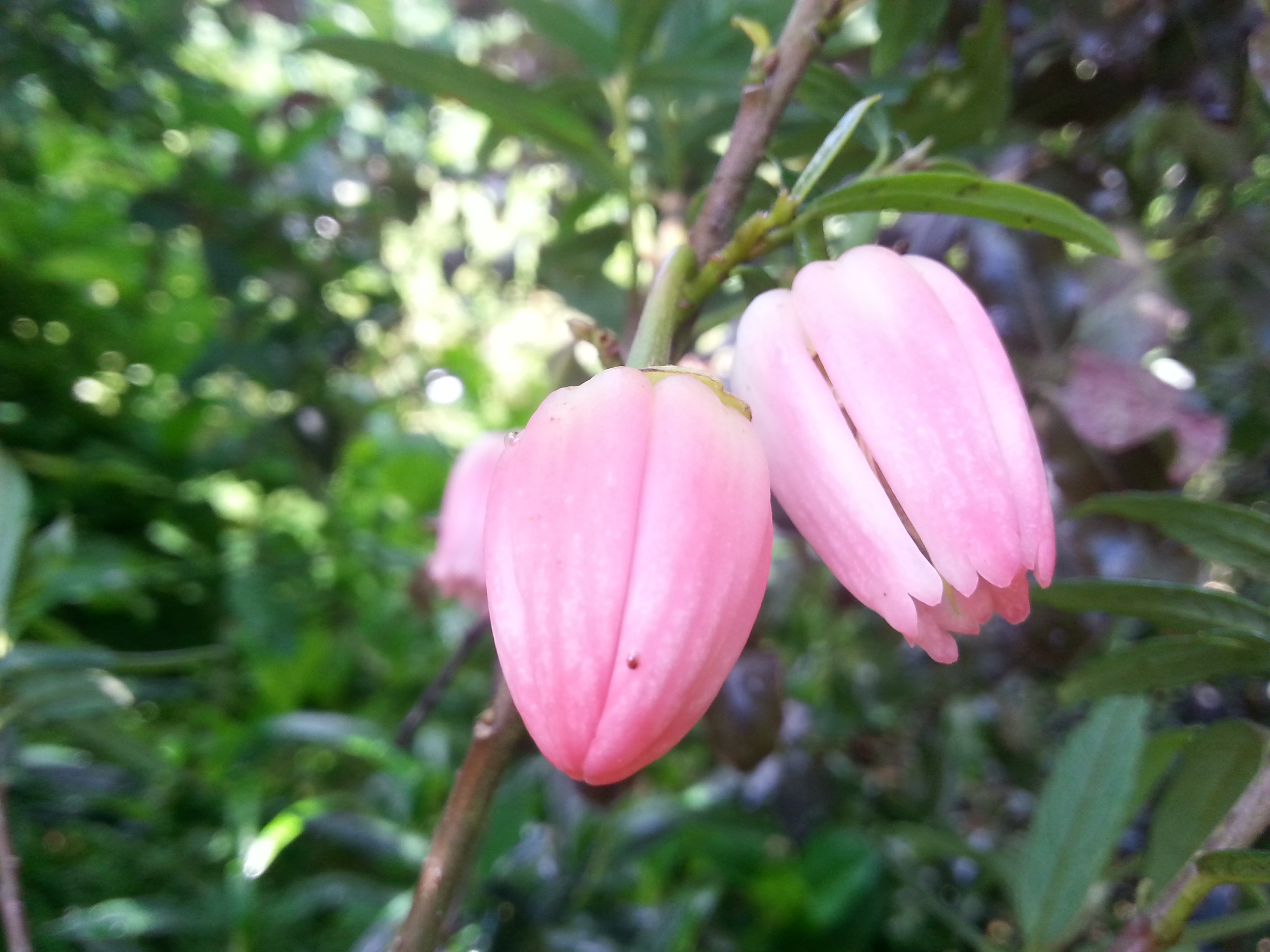 Crinodendron hookerianum 'Adrian Hoffman'