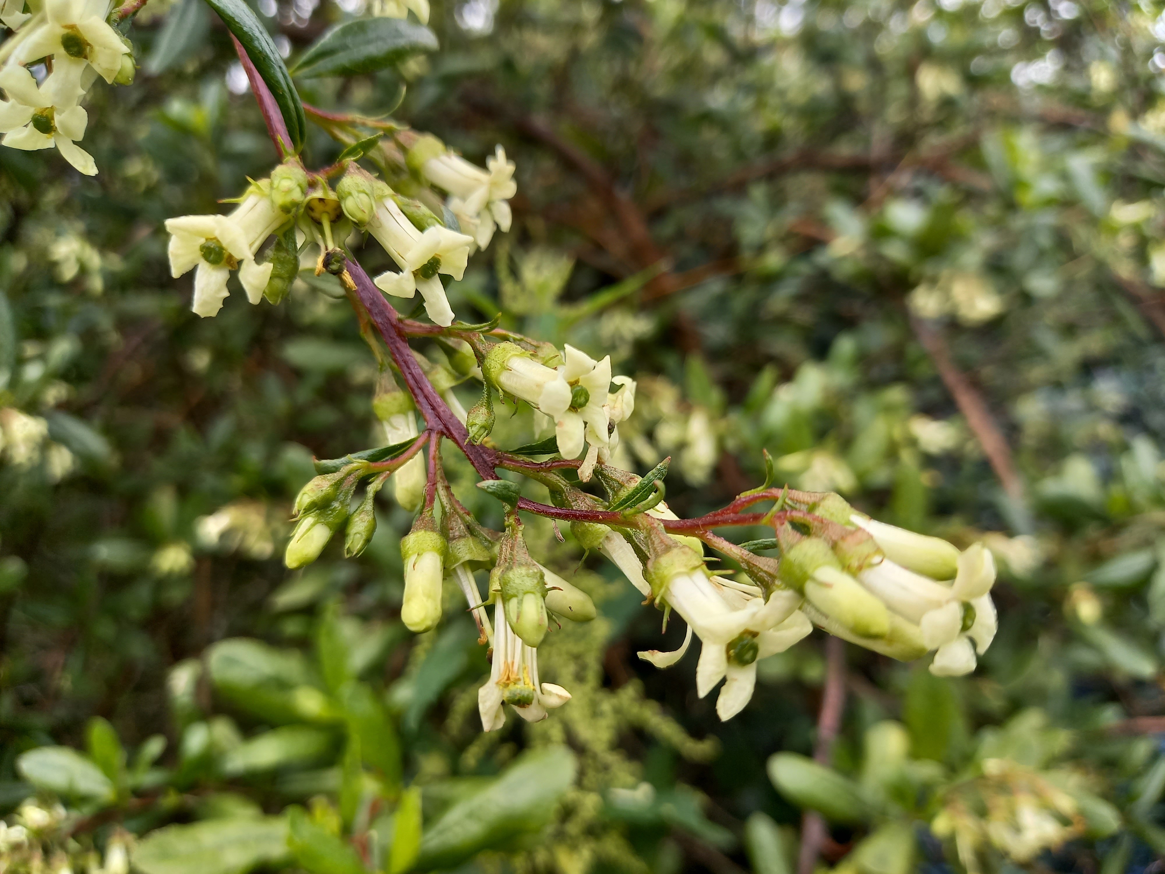 Escallonia illinita