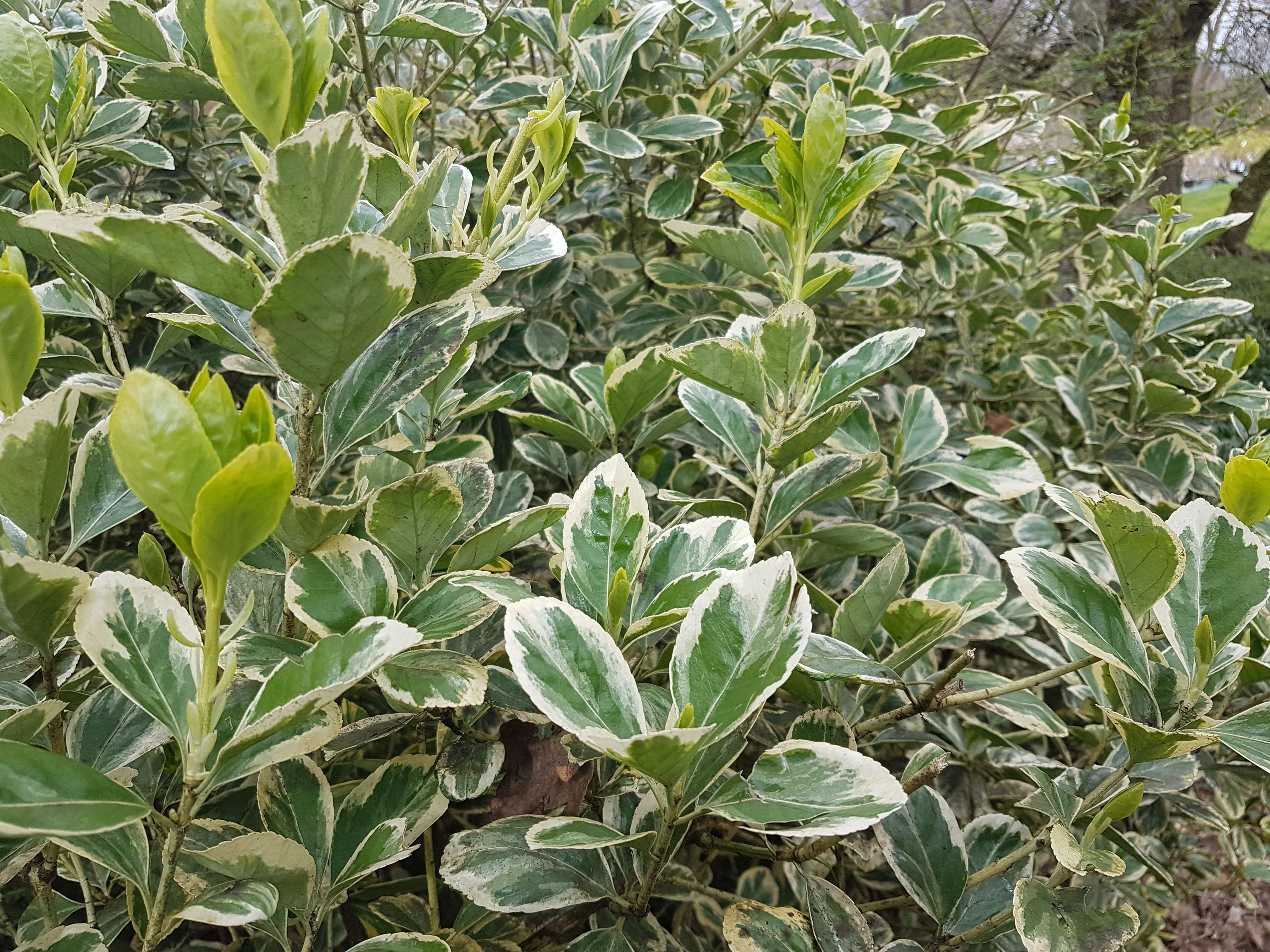 Euonymus japonicus 'Président Gauthier'