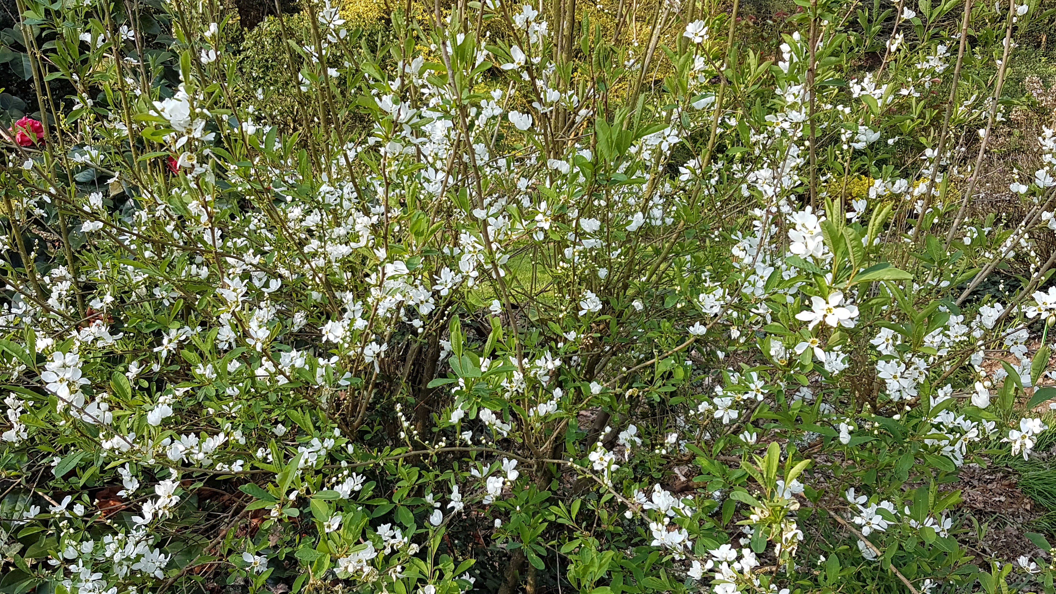 Exochorda racemosa