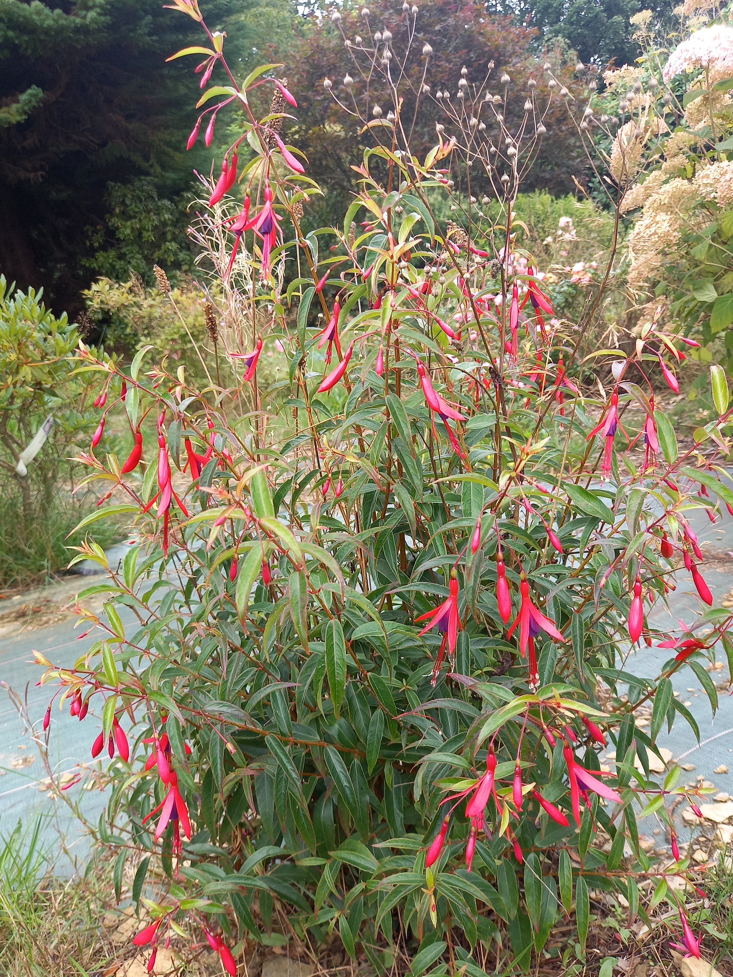 Fuchsia hatschbachii