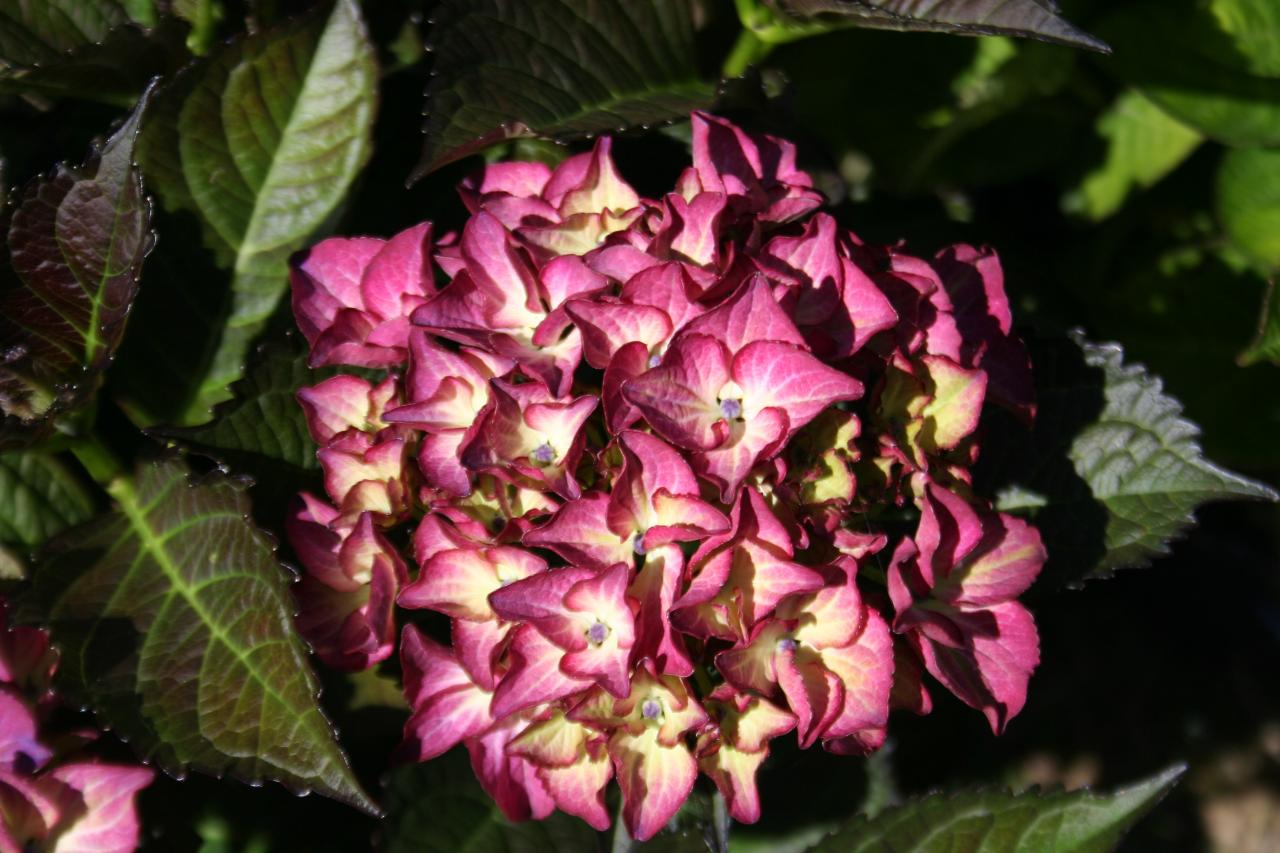 Hydrangea macrophylla BLACK DIAMONDS® 'Red Angel'-2-