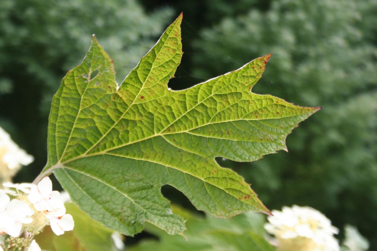 Hydrangea quercifolia-2-