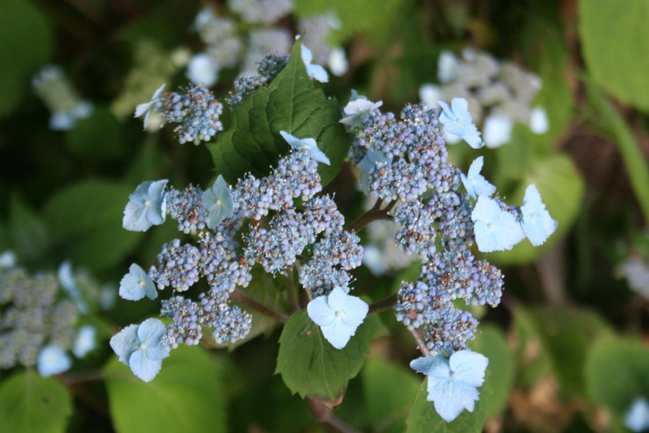 Hydrangea serrata ssp. yezoensis-4-