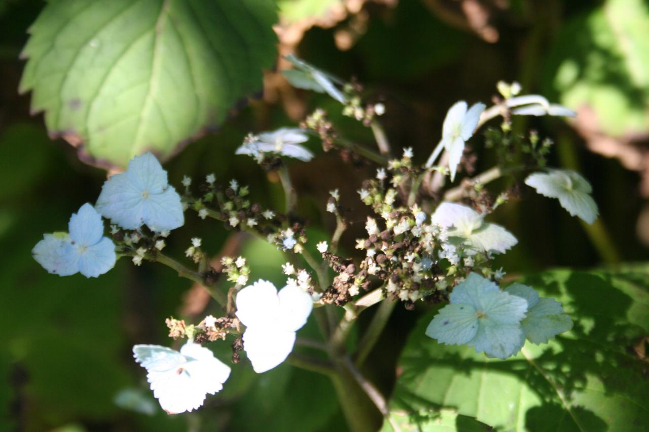 Hydrangea serrata ssp. yezoensis-6-