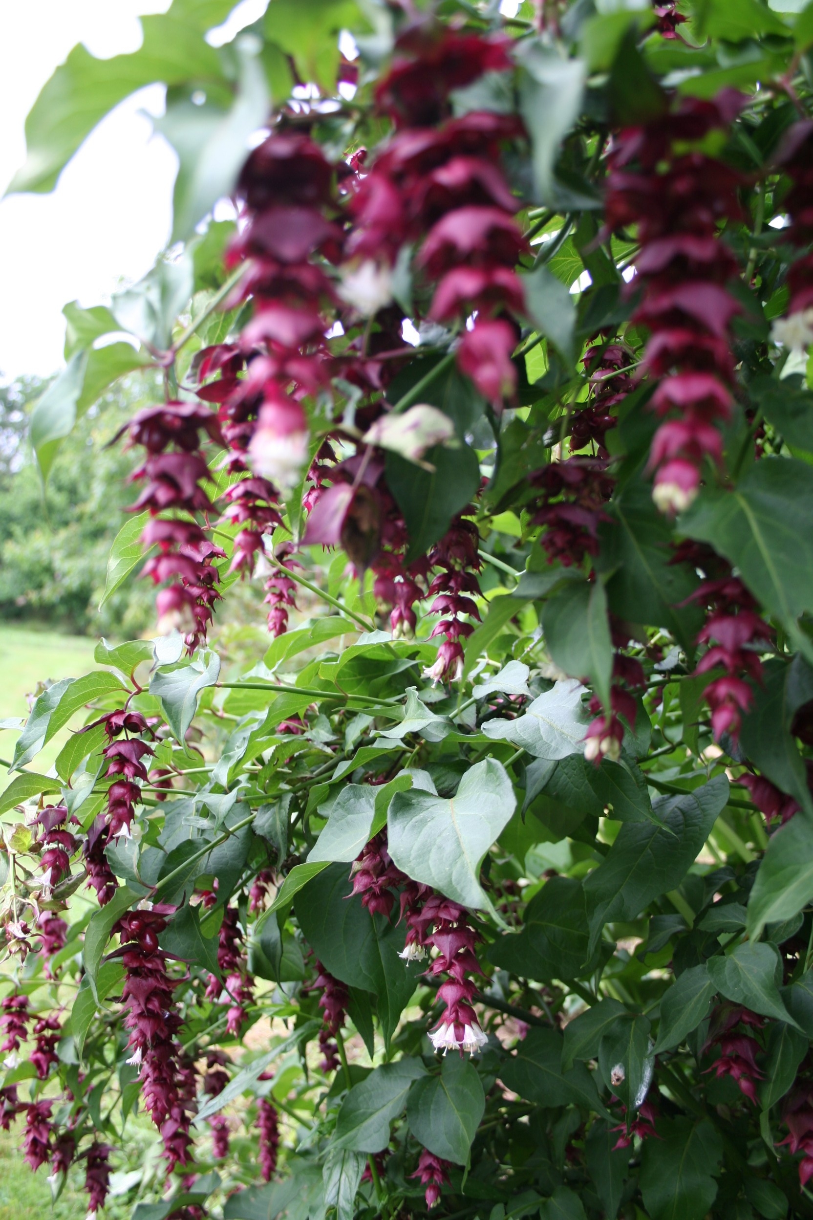 Leycesteria formosa 'Purple Rain'