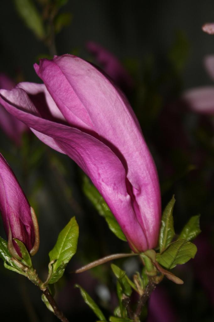 Magnolia liliflora 'Susan'