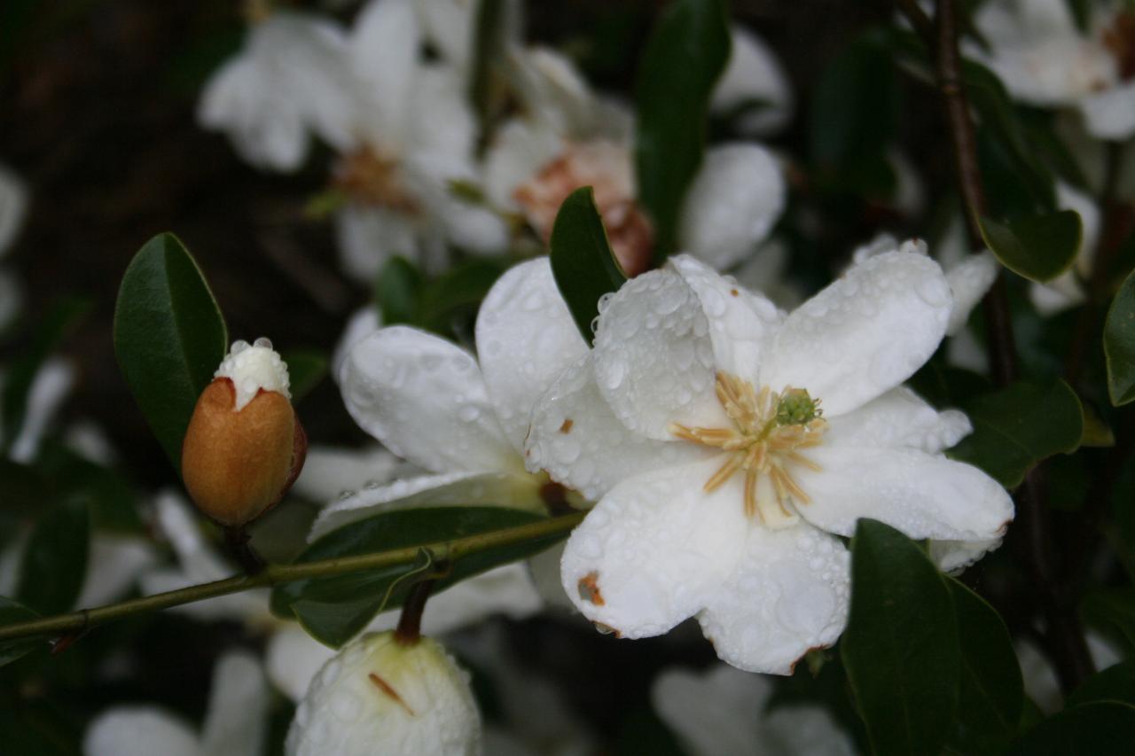 Michelia dianica 'Summer Snow Flake'