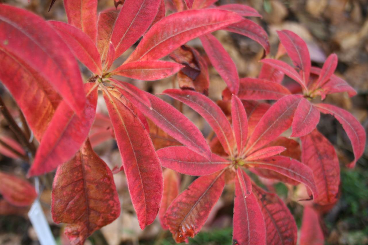 Rhododendron canescens