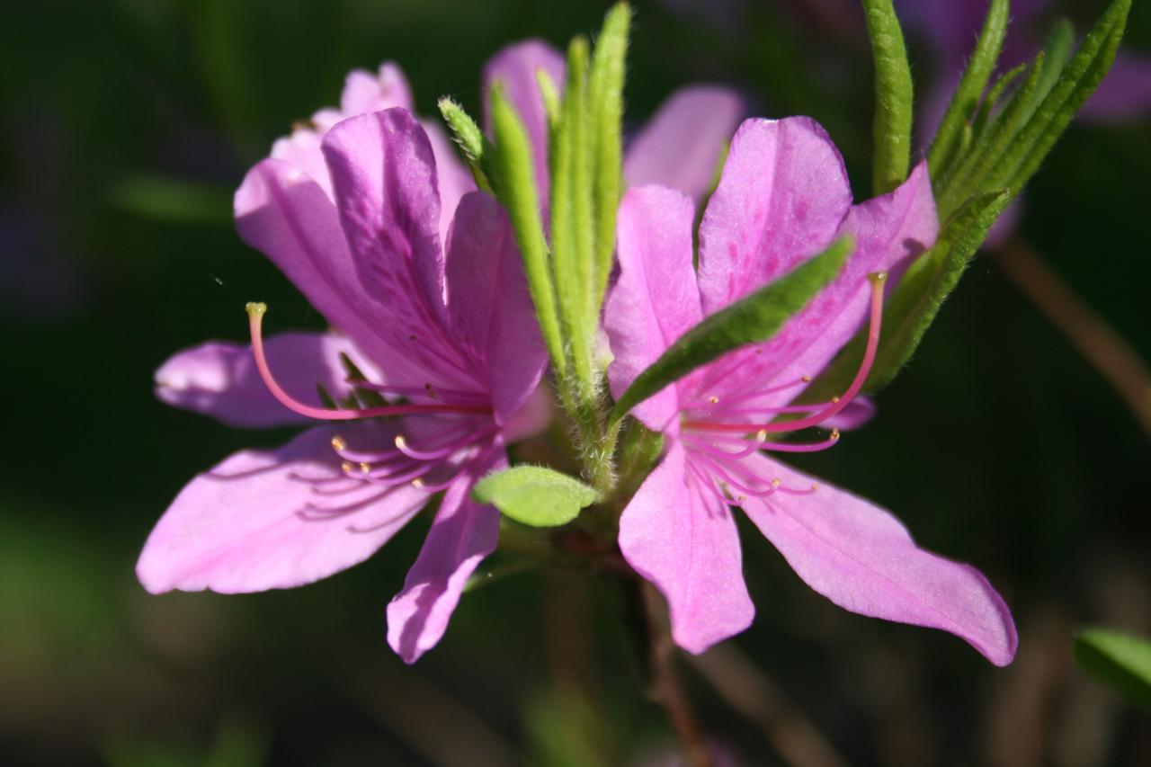 Rhododendron 'Fraseri Group'-8-