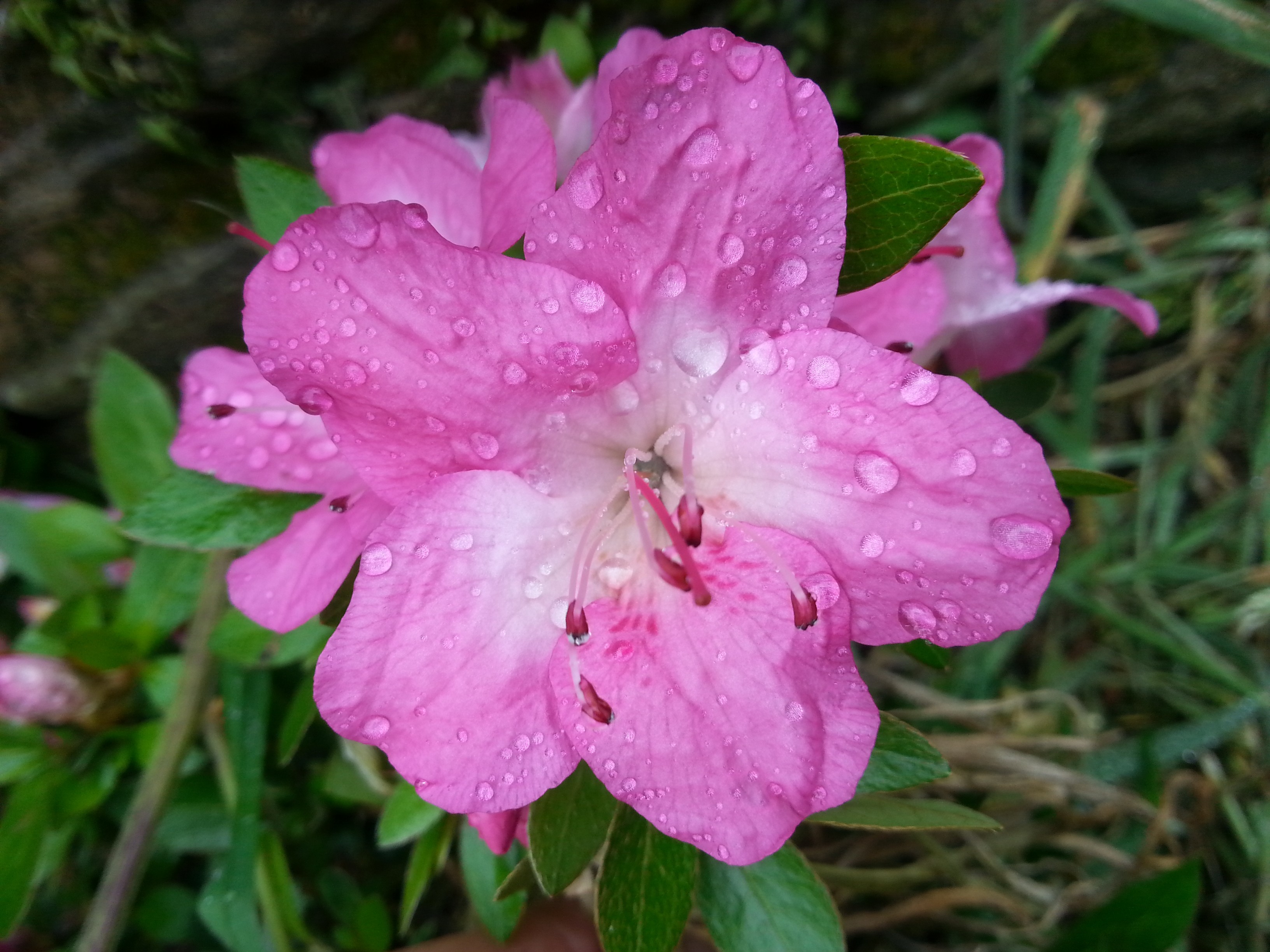 Rhododendron japonica 'Hiro-no-sakae'