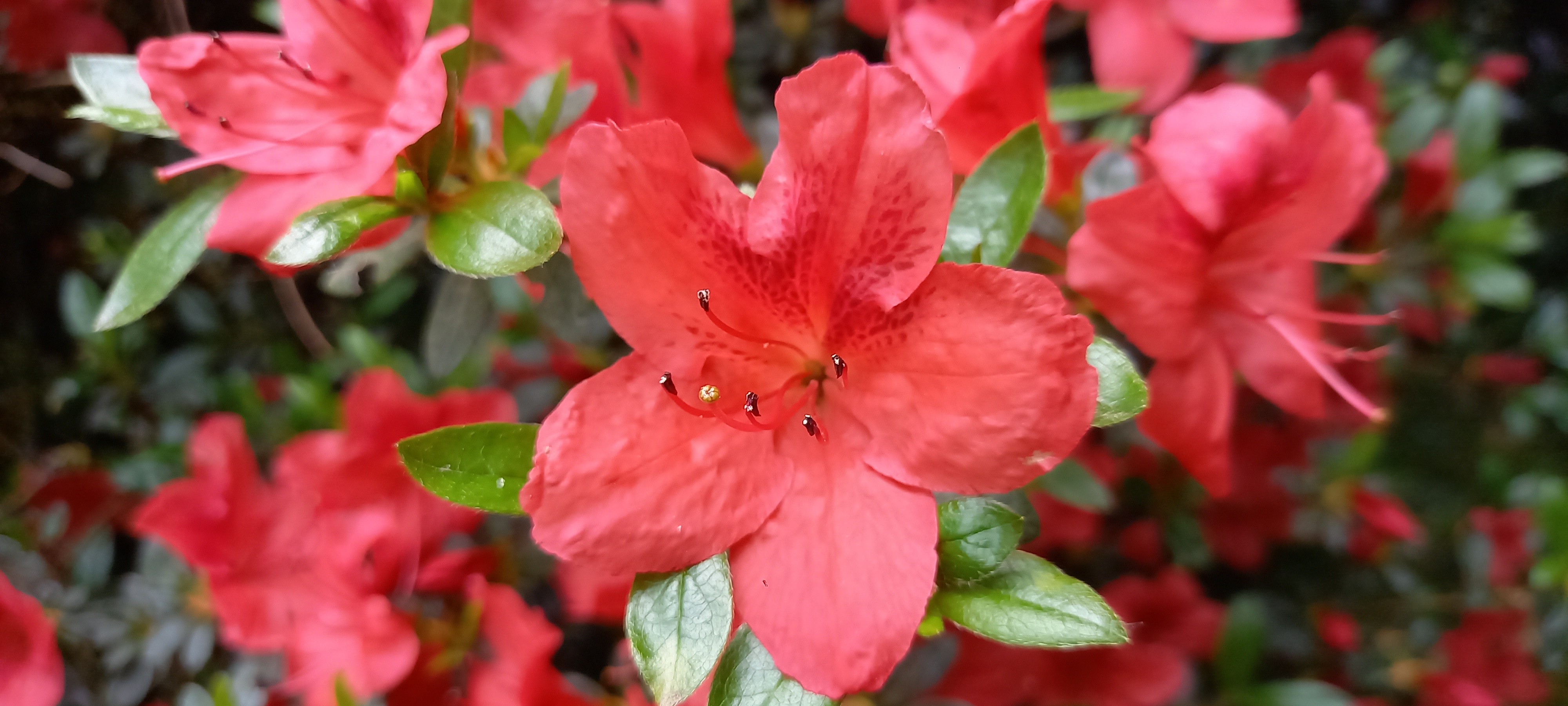 Rhododendron japonica 'Orange Beauty'