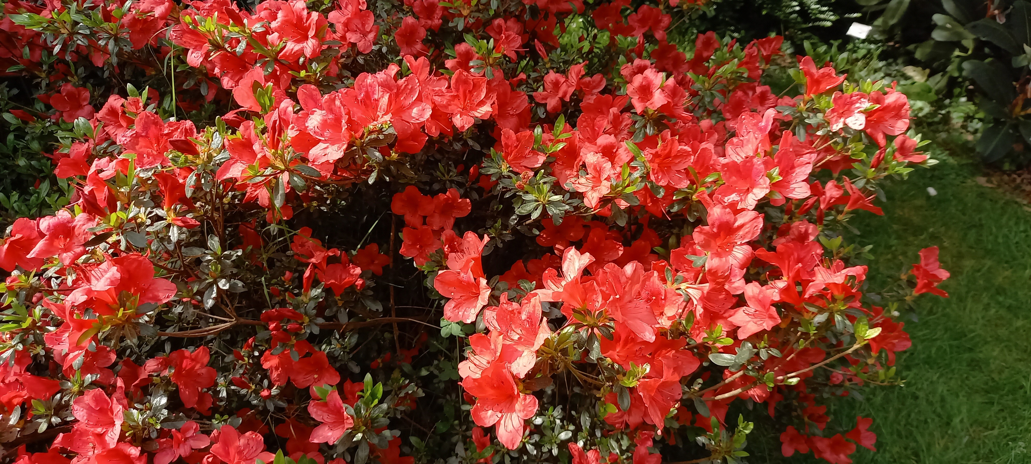 Rhododendron japonica 'Orange Beauty'