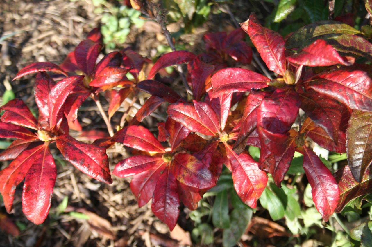 Rhododendron luteum