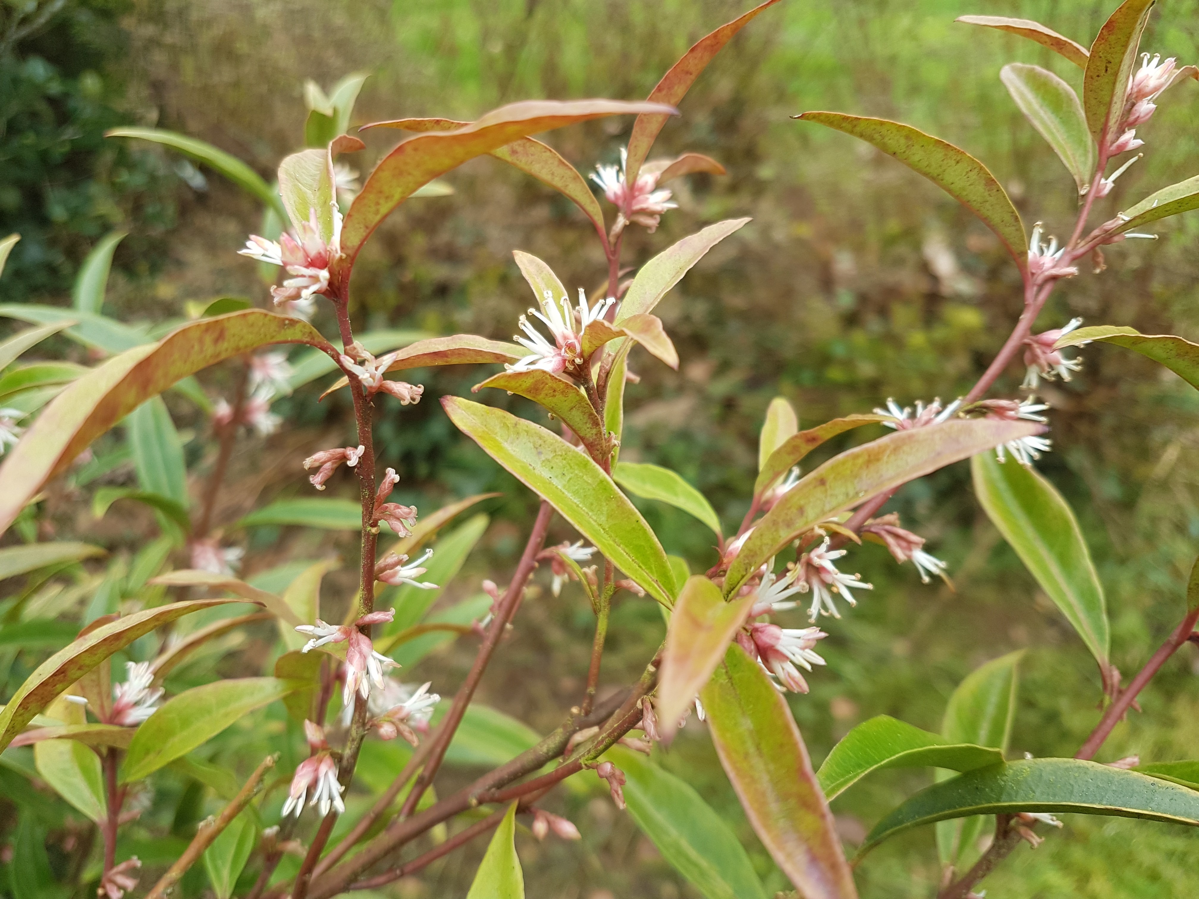 Sarcococca hookeriana ssp. dygina