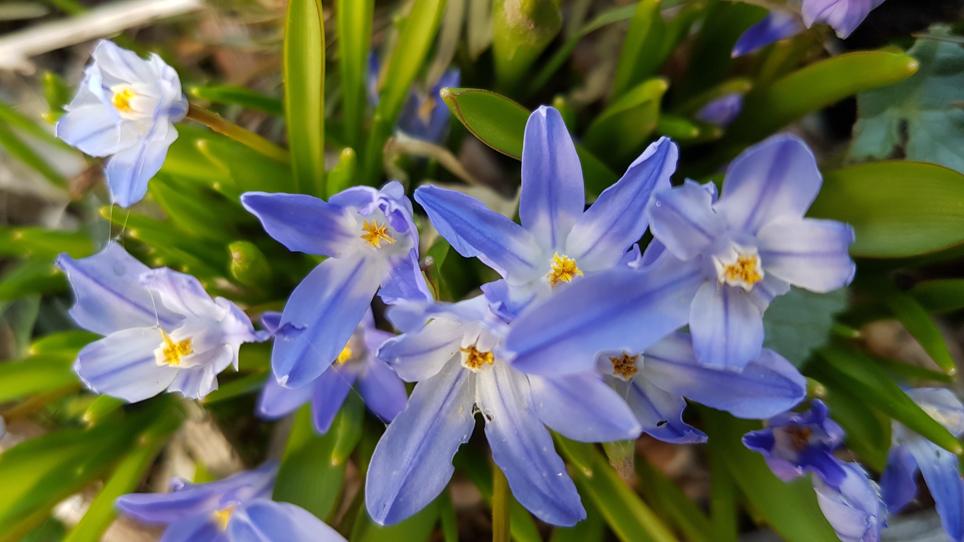 Sisyrinchium 'Biscutella'