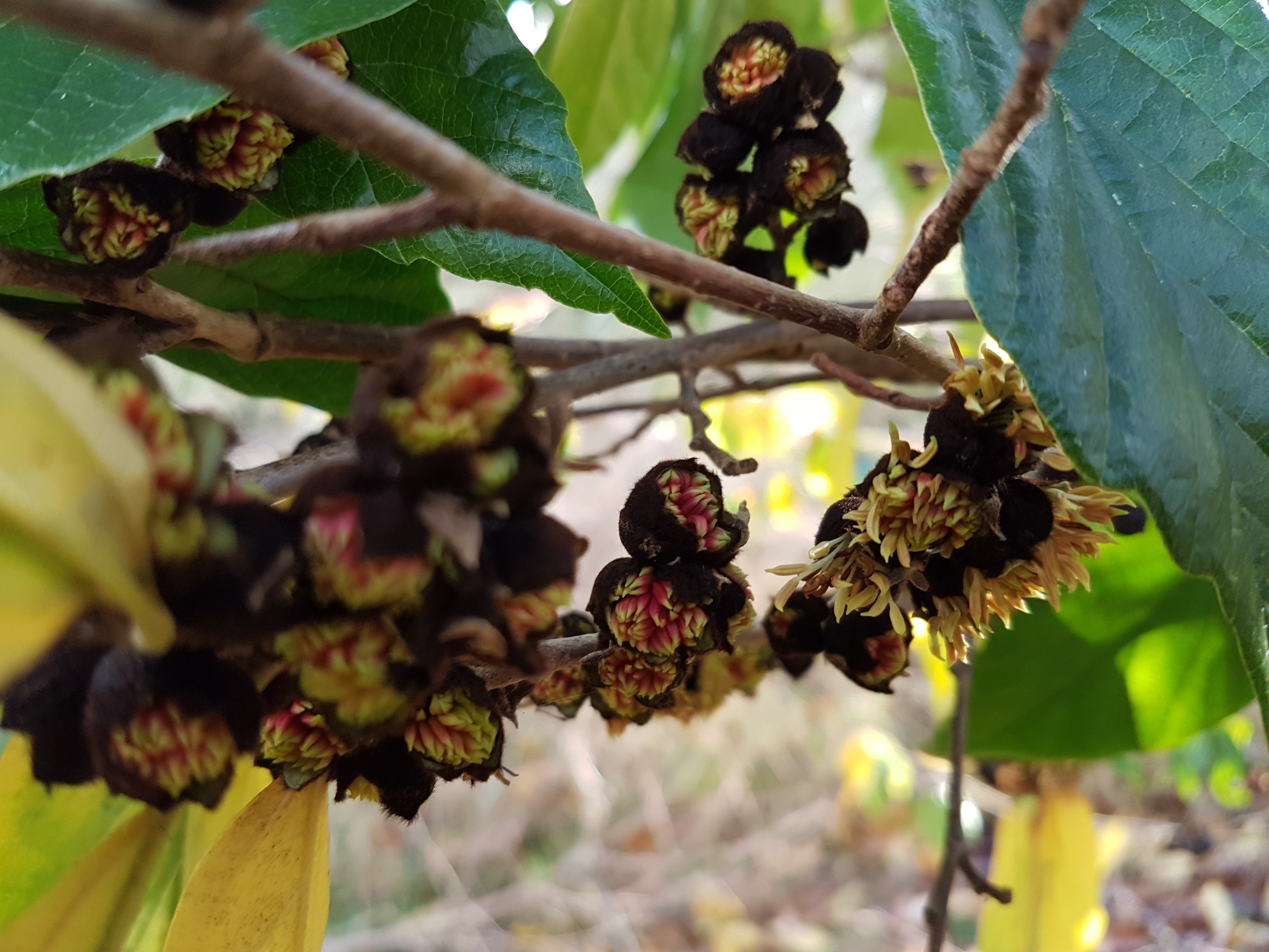 XSycoparrotia semidecidua